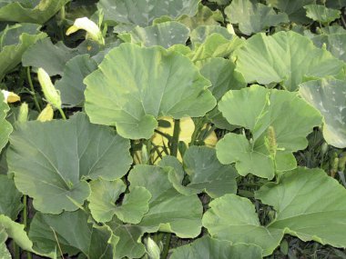 Sarı balkabağı çiçekleri, tepelerdeki büyük yeşil yaprakları delip geçer..