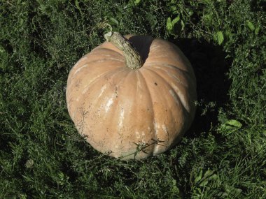 Olgun turuncu balkabağı yeşil çimlerin üzerinde.