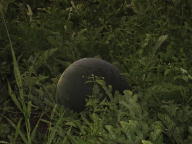 Bahçede olgunlaşmış yeşil karpuzlar... Yapraklarının gölgesinde....