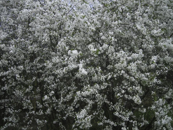 Floração Árvore Maçã Primavera Toda Árvore Maçã Coberta Com Flores — Fotografia de Stock