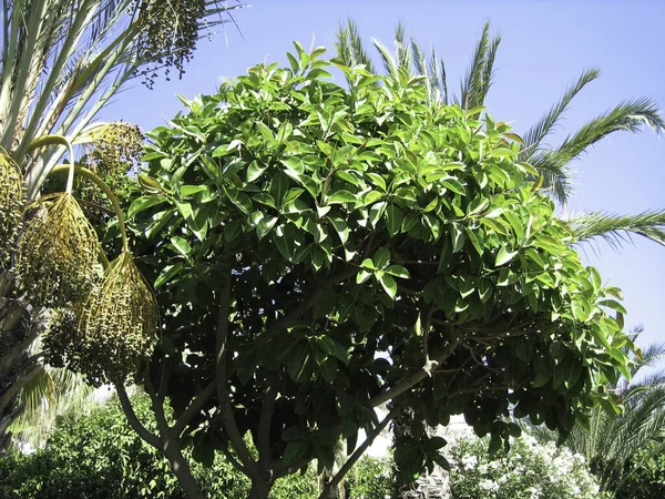 Bujne Liście Jasnozielonego Koloru Tropikalnym Drzewie — Zdjęcie stockowe