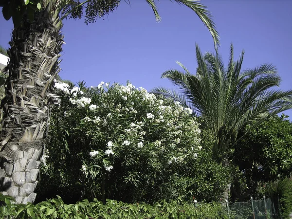 Gladde Lange Palmbladeren Tegen Blauwe Lucht Onder Hete Zon Van — Stockfoto