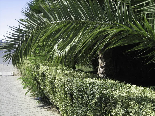 Gladde Lange Palmbladeren Tegen Blauwe Lucht Onder Hete Zon Van — Stockfoto