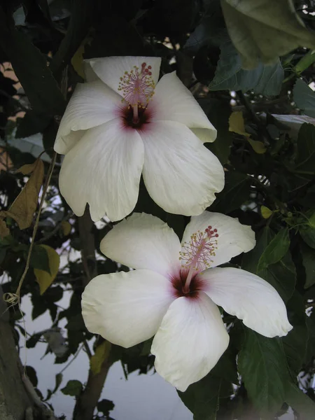 黑色叶子上的两朵白芙蓉花 — 图库照片