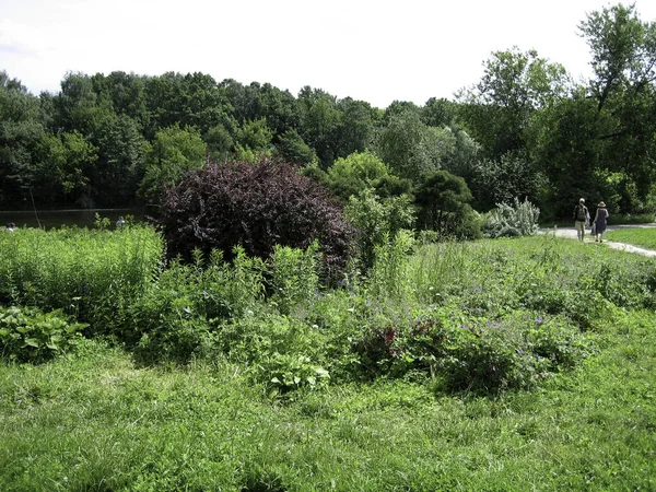 Interessant Beschnittene Kleine Sträucher Rundbäume Botanischen Garten — Stockfoto