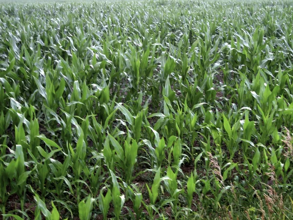 Młode Zielone Kiełki Kukurydzy Warstwie Ciemnej Gleby — Zdjęcie stockowe