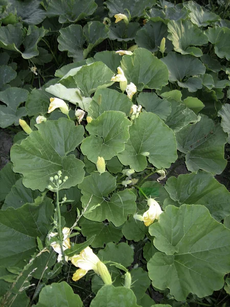 Fleurs Citrouille Jaune Percer Les Grandes Feuilles Vertes Des Sommets — Photo