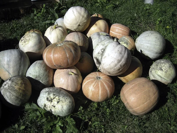 Pile Pumpkins Different Sizes Colors Green Grass — Stock Photo, Image