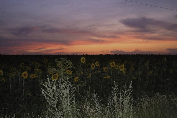 Campo Agrícola Con Girasoles Maduros Atardecer Bajo Cielo Escarlata Con — Foto de Stock