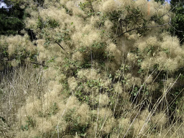 Εξάπλωση Γούνινο Bush Σουμάκ Αναπτύσσεται Μεταξύ Ξηρά Χόρτο — Φωτογραφία Αρχείου