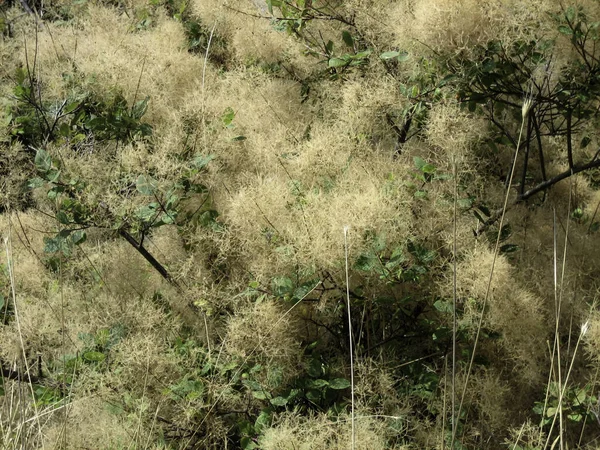 Среди Сухой Травы Растет Пушистый Сумак Буша — стоковое фото