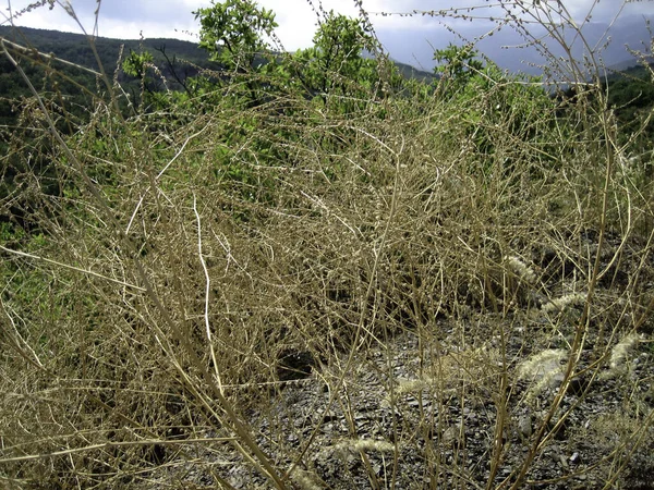 Bush Hierba Seca Marrón Tierra Seca Entre Rocas —  Fotos de Stock