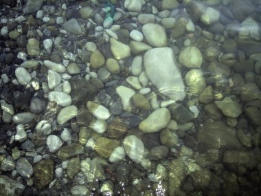 Deniz tabanındaki çakıl taşları, kayalar ve yosunlar sığ sularda berrak sularda yüzüyor..