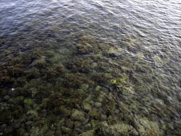 Kiezels Rotsen Zeewier Zeebodem Door Helder Water Ondiep Water — Stockfoto