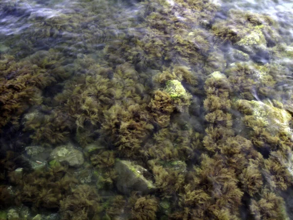 Pebbles Rochas Algas Marinhas Fundo Mar Através Água Limpa Águas — Fotografia de Stock