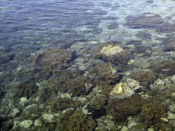 Kieselsteine Felsen Algen Auf Dem Meeresboden Durch Klares Wasser Flachem — Stockfoto