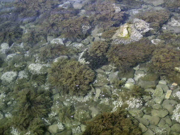 Guijarros Rocas Algas Fondo Del Mar Través Agua Clara Aguas — Foto de Stock