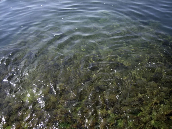 Kiezels Rotsen Zeewier Zeebodem Door Helder Water Ondiep Water — Stockfoto