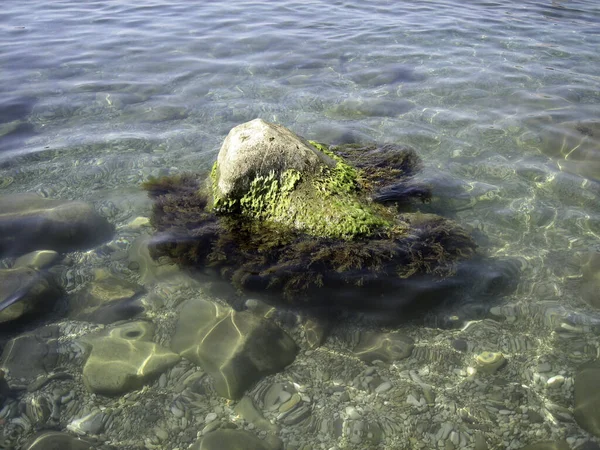 Una Roca Cubierta Algas Orilla Del Mar Través Del Agua — Foto de Stock