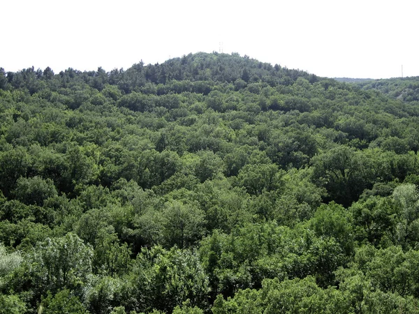 Плотный Зеленый Лес Склонах Высоких Холмов Ясный День — стоковое фото