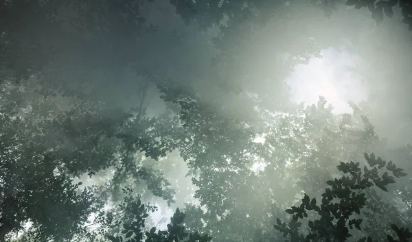 Sabah güneş ışınlarının ağaçlar ve sis ile anlaşılmak — Stok fotoğraf