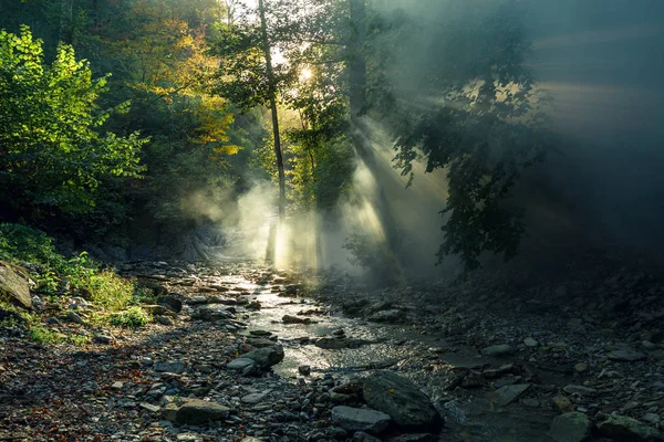 Güneş ışınlarına karşı bir dağ nehir ve orman fon sabah sis aracılığıyla onların yol yapmak. Pitoresk orman manzara. — Stok fotoğraf