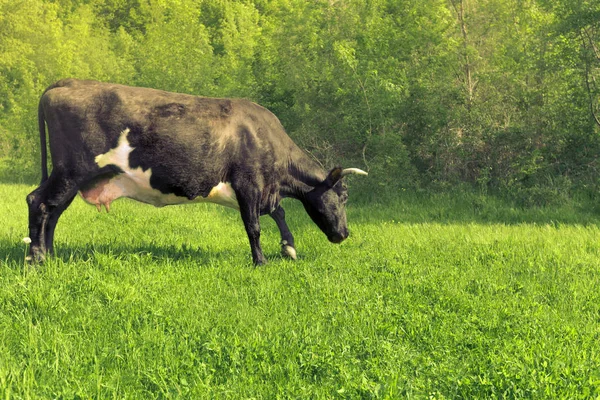 Vaca blanca y negra pastando en un prado verde en primavera —  Fotos de Stock