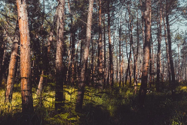 Batan güneşin çam ormanı ile parlar — Stok fotoğraf