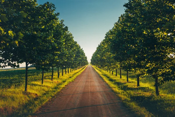 Yol satır ağaçlar sol ve sağ, bir nokta perspektif ufuk, güzel kırsal manzara ile doğrudan