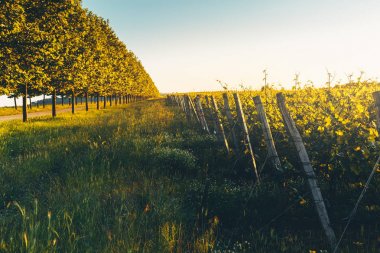 Satır, ağaç ve üzüm bağları Road, güzel kırsal manzara