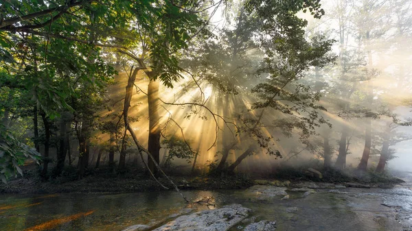 Solen strålar gör sin väg genom dimma och bladen på träden vid soluppgången — Stockfoto
