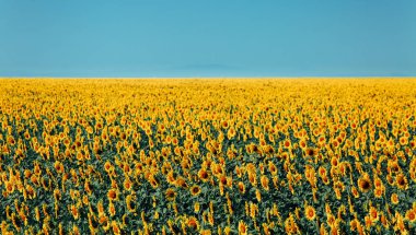 Ayçiçeği alan ve mavi gökyüzü manzara. Kırsal tarım kavramı