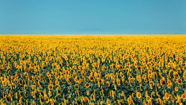 Ayçiçeği alan ve mavi gökyüzü manzara. Kırsal tarım kavramı — Stok fotoğraf