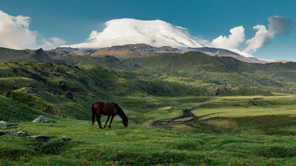 Brązowy koń pastwiskowy w górskiej dolinie łąka na tle Mount Elbrus — Zdjęcie stockowe