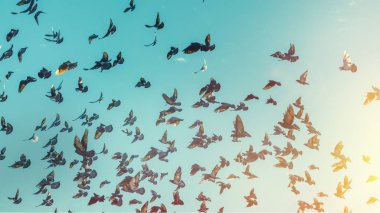 Birçok güvercinler mavi gökyüzünde uçmak. Özgürlük hedef seyahat kavramı