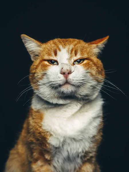 Ginger Sirius Cat Portret Widok Przodu — Zdjęcie stockowe
