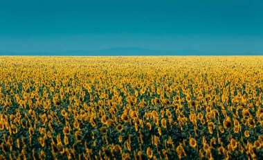 Renkli ayçiçeği çayır manzara mavi gökyüzü arka plan üzerine yazın. Kırsal tarım kavramı