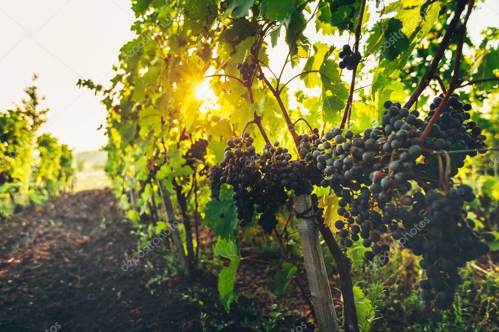 Ripe Grapes On The Vineyard At Sunrise. Agritourism Rural Concept