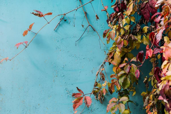 Renkli Yaprakları Mavi Duvarının Yakınında Mevsim Sonbahar Konsepti — Stok fotoğraf