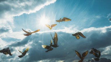 Mavi gökyüzü içinde ön içinde güneş özgürlük barış uçan güvercinler sürüsü