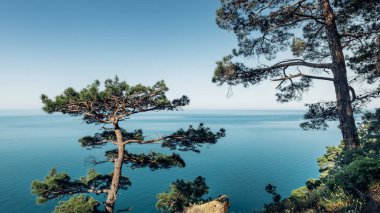 Deniz, çam, kaya, güneşli deniz manzarası. Karadeniz, Krasnodar Bölgesi, Kuzey Kafkasya, Rusya