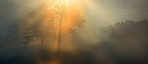 Çevre Kirliliği Ekolojik Taşımacılık Konsepti Orman Sis Güneşin Arkaplanına Karşı — Stok fotoğraf