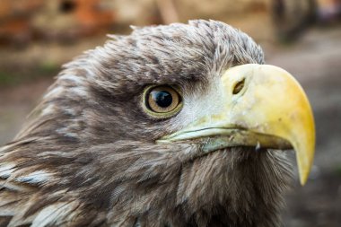 Kartal kapatmak dikey