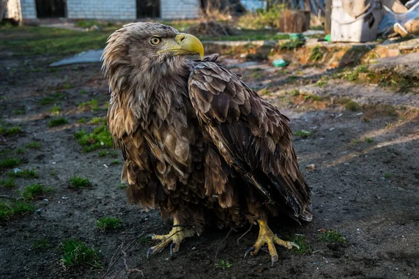 Eagle Close Up Portrait — Stock Photo, Image