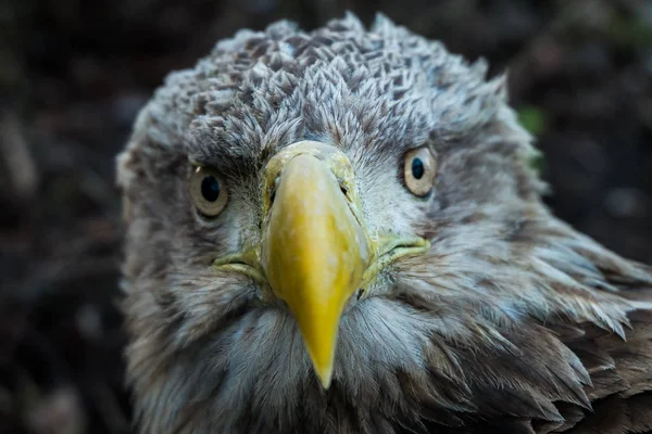 Eagle Close Up Portrait — Stock Photo, Image