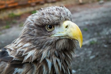 Kartal kapatmak dikey