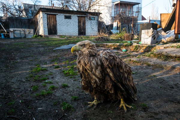 The eagle sits on the ground