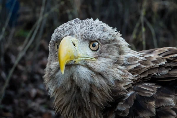 Eagle Close Up Portrait — Stock Photo, Image