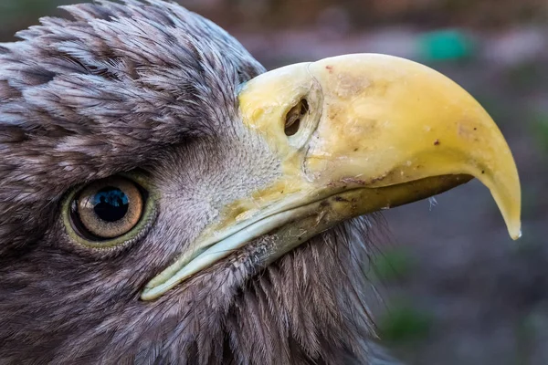 Eagle Close Up Portrait — Stock Photo, Image