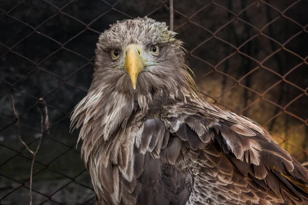 Eagle Close Up Portrait — Stock Photo, Image